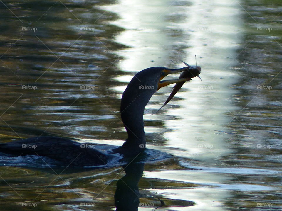 Cormorant with catch