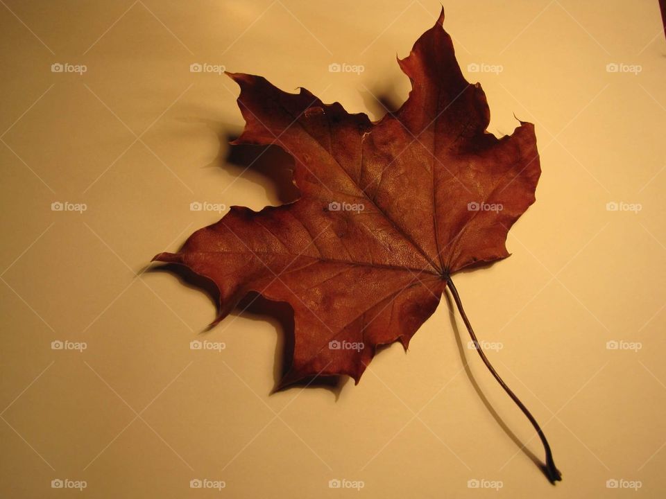 Maple leaf 