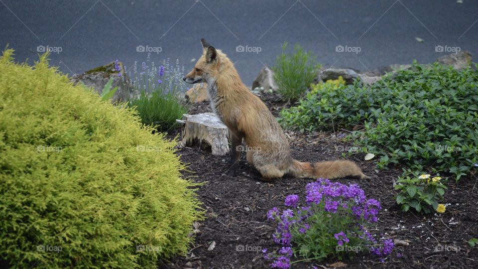 Fox in a garden