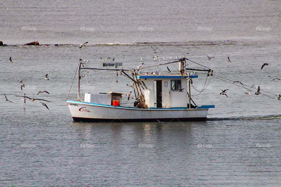 Shrimp boat and gulls on the move