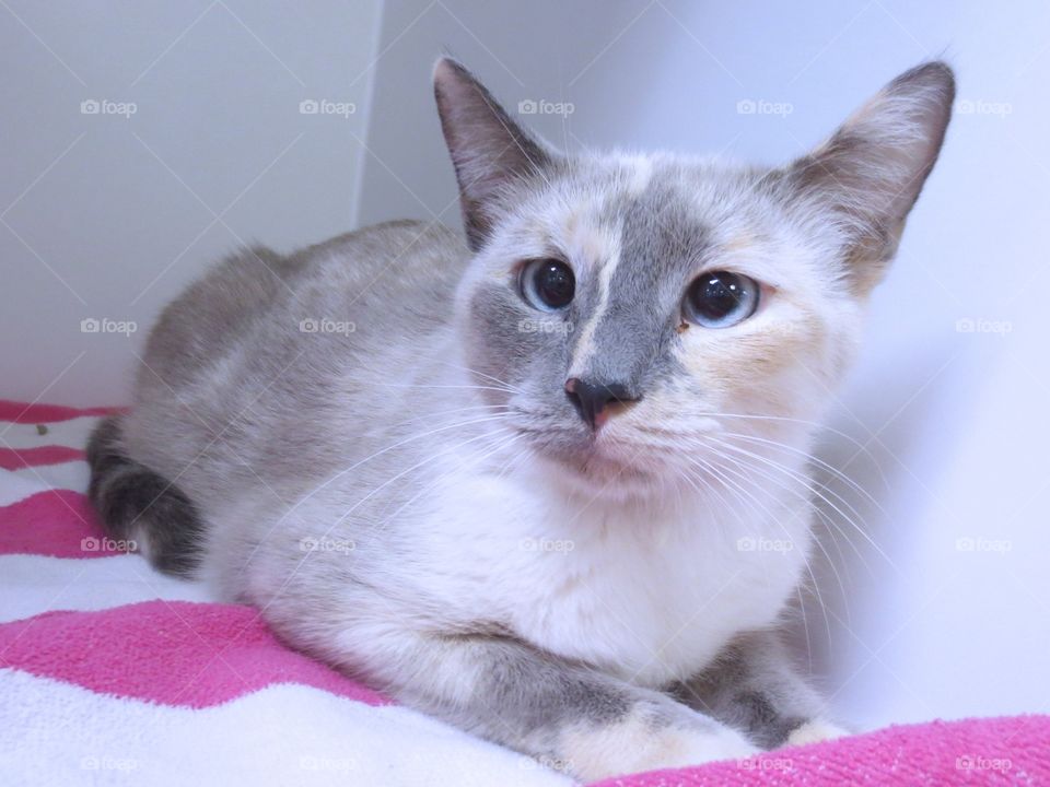 Dilute calico cat 