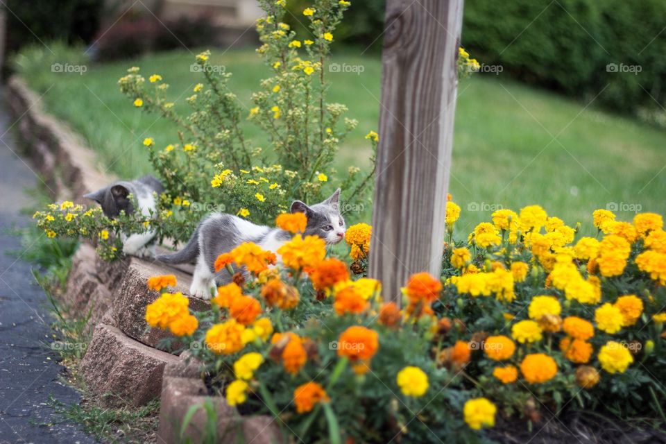 Kittens playing in flowers