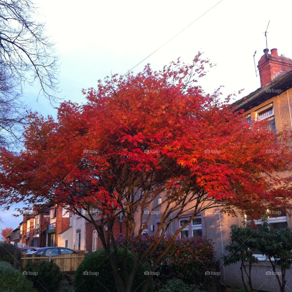 Red tree