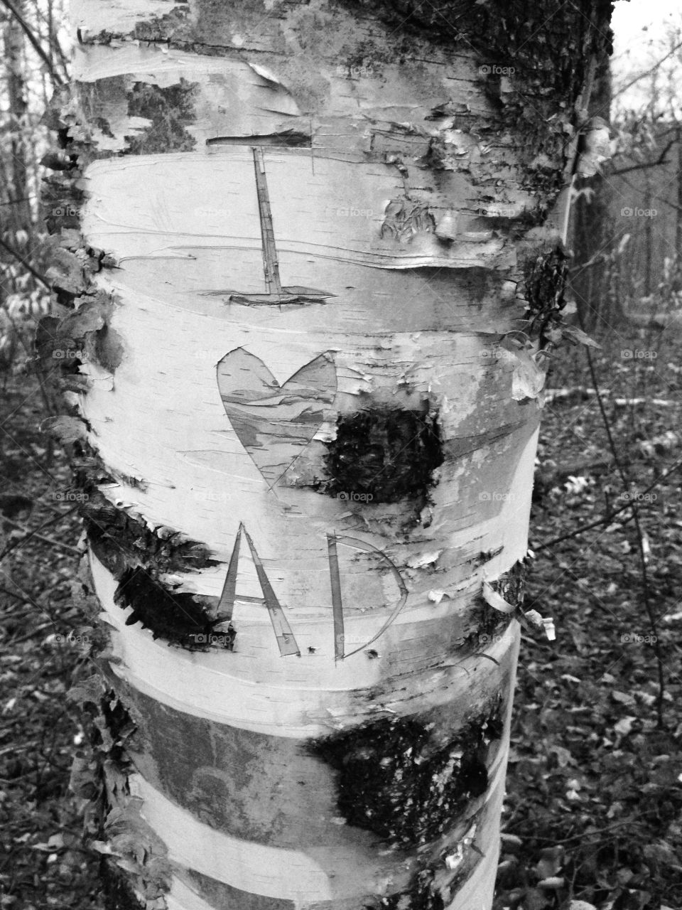 Love in a birch tree <3