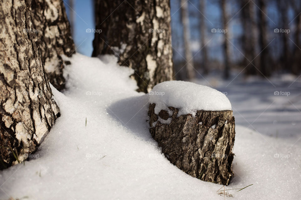 Close-up of tree trunk in snow