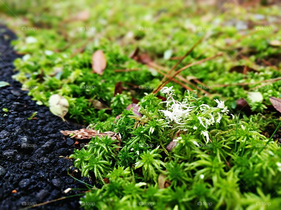 The Moss Grows Green