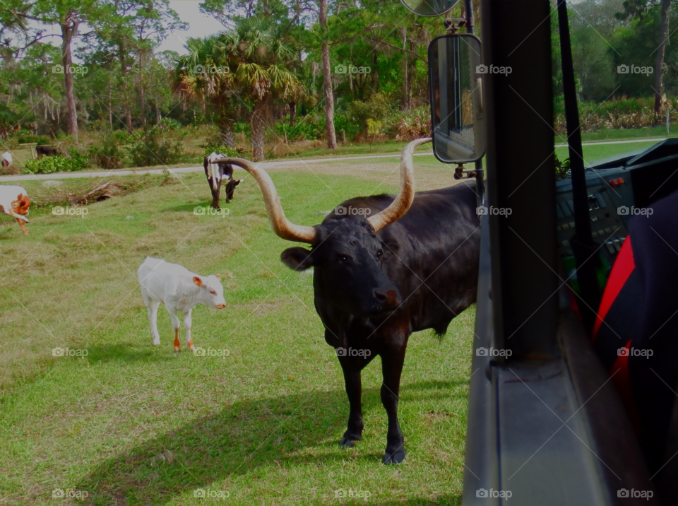 A view of a Heritage Steer and calf from an Eco tour window.