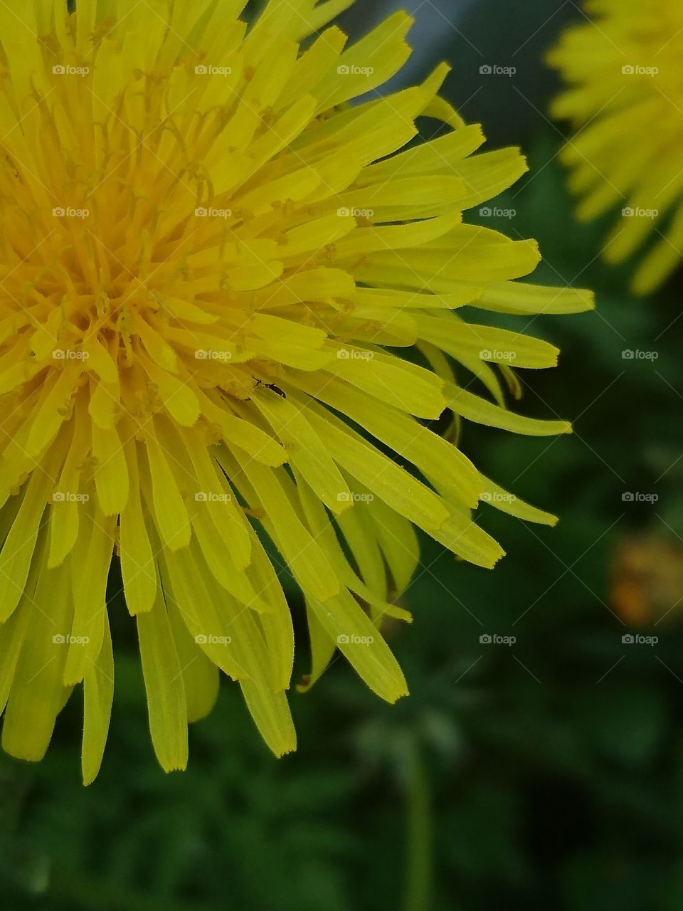 Yellow flowers