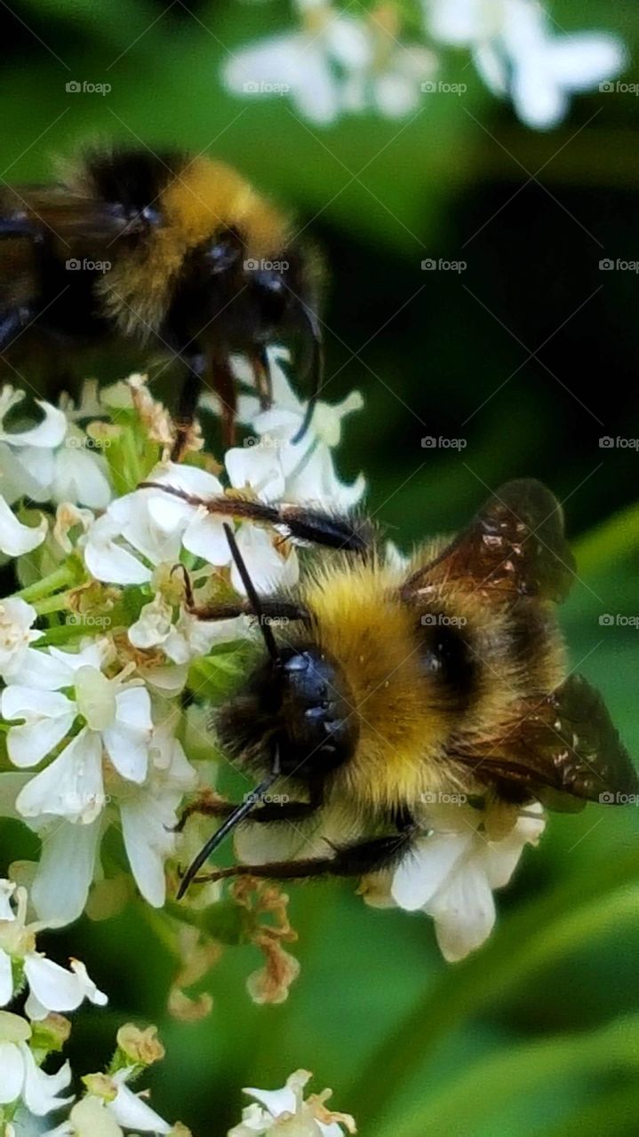 Busy Bee