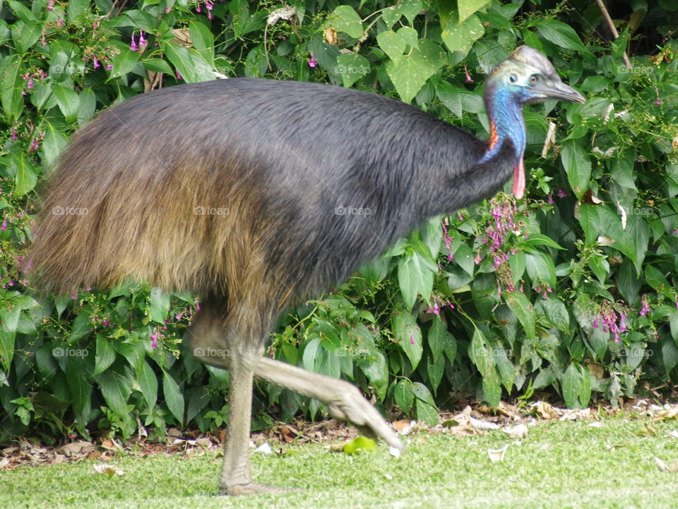 The juvenile cassowary wanders around Mission Beach, Queensland. 