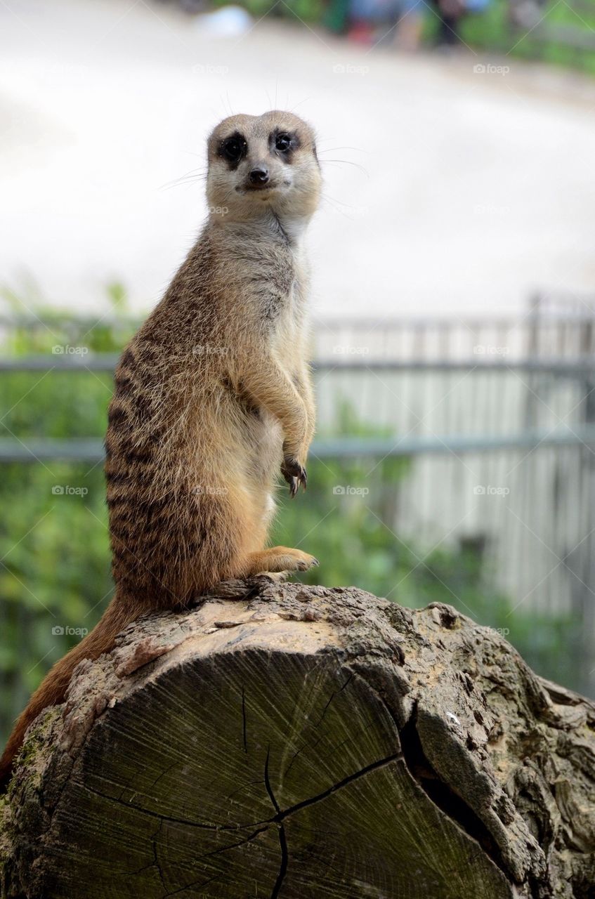 A meerkat on the watch🔭