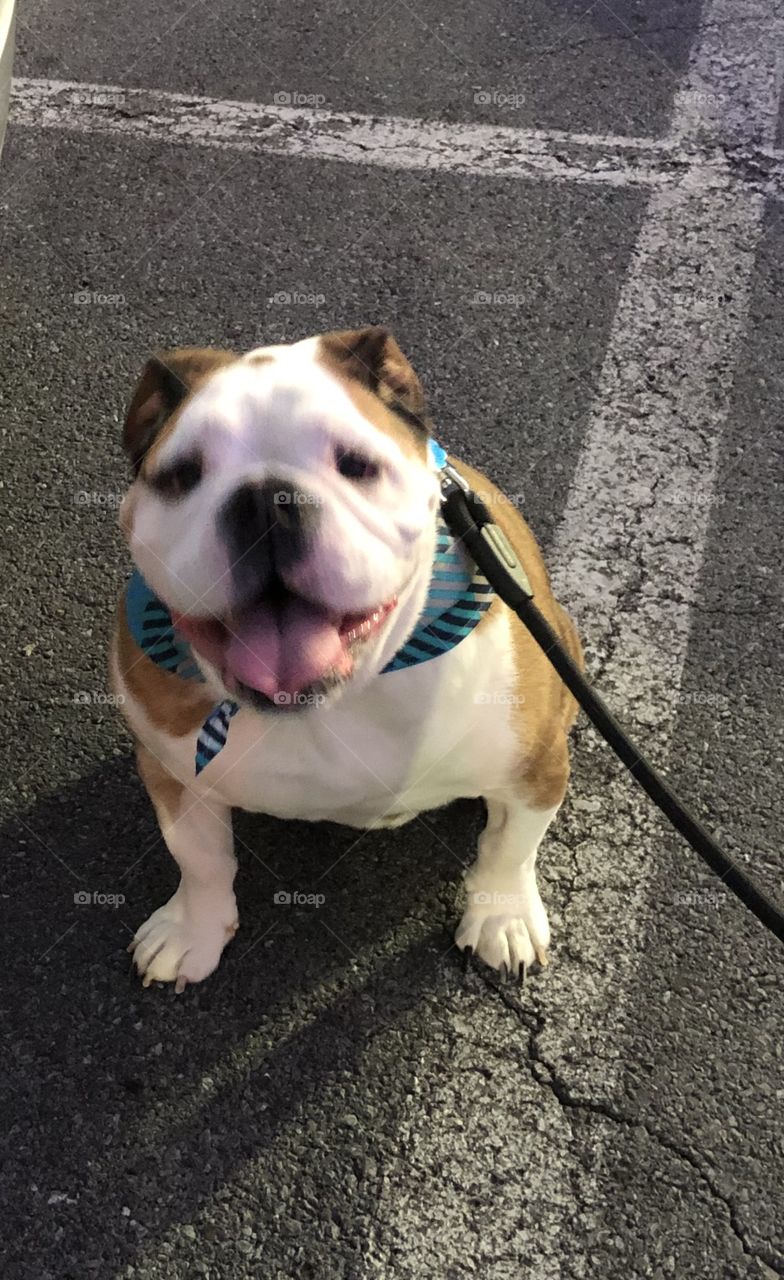 Winston The English bulldog happy boy leaving pet smart 