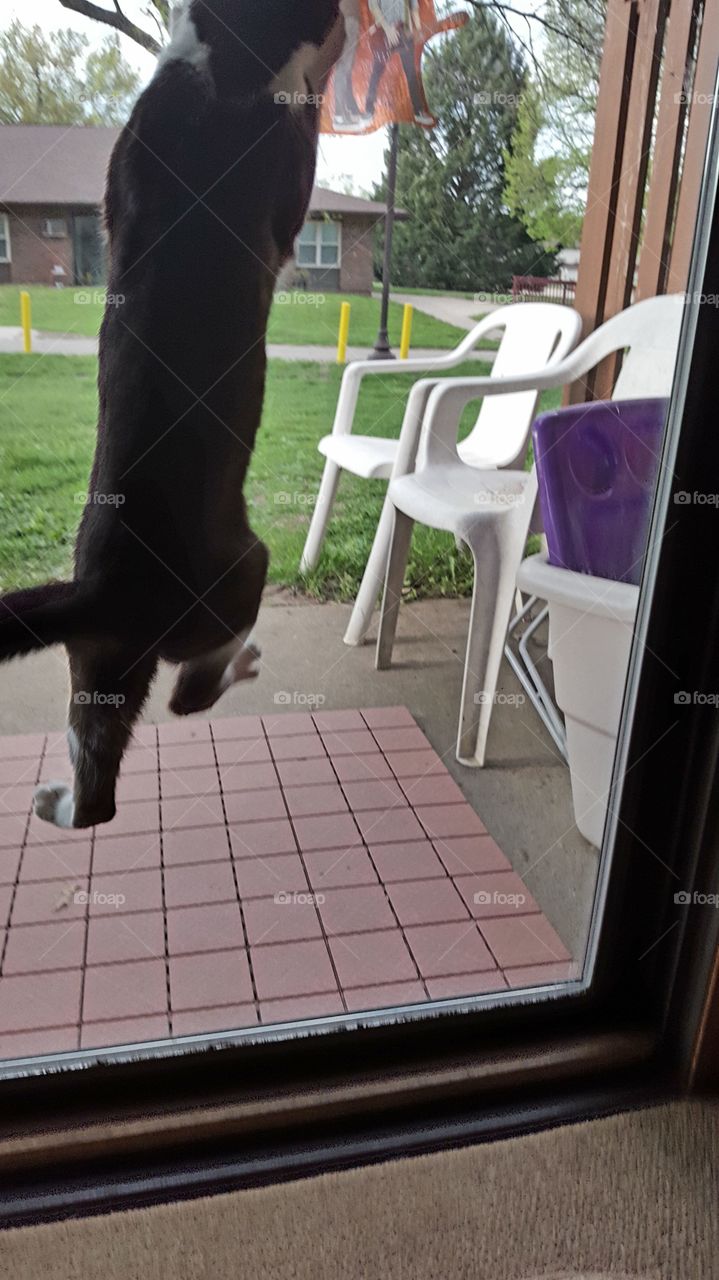 cat playing with window cling
