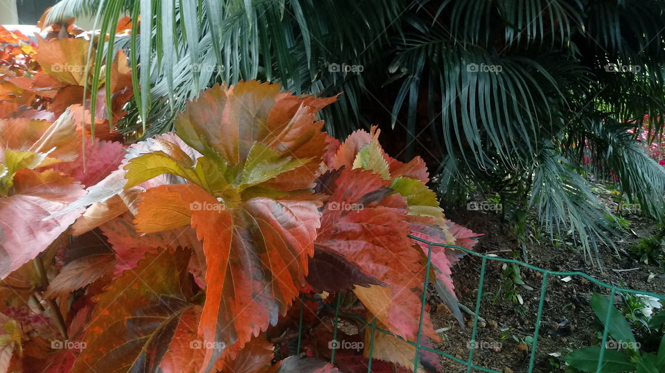 NATURE BOTANICAL PLANTS FLOWER GARDEN ENVIRONMENT ROTE BLÄTTER