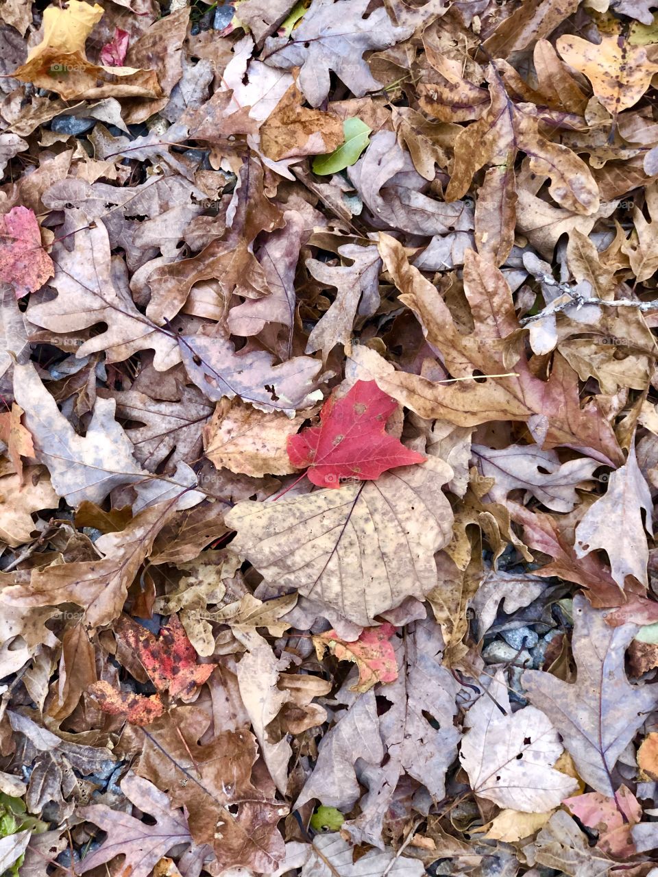Maple leaf contrasts with dead leaves of hiking trail