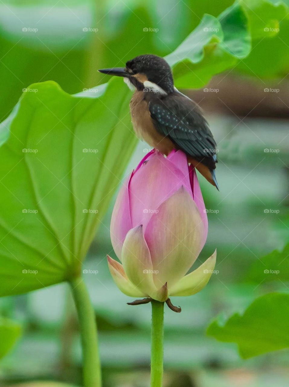 Lotus and Kingfisher, shot in Xi'an China.