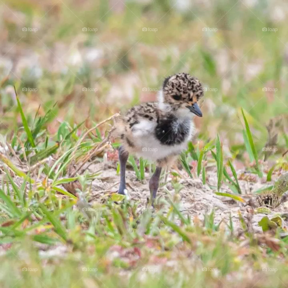 Bebe de tero, Uruguay
