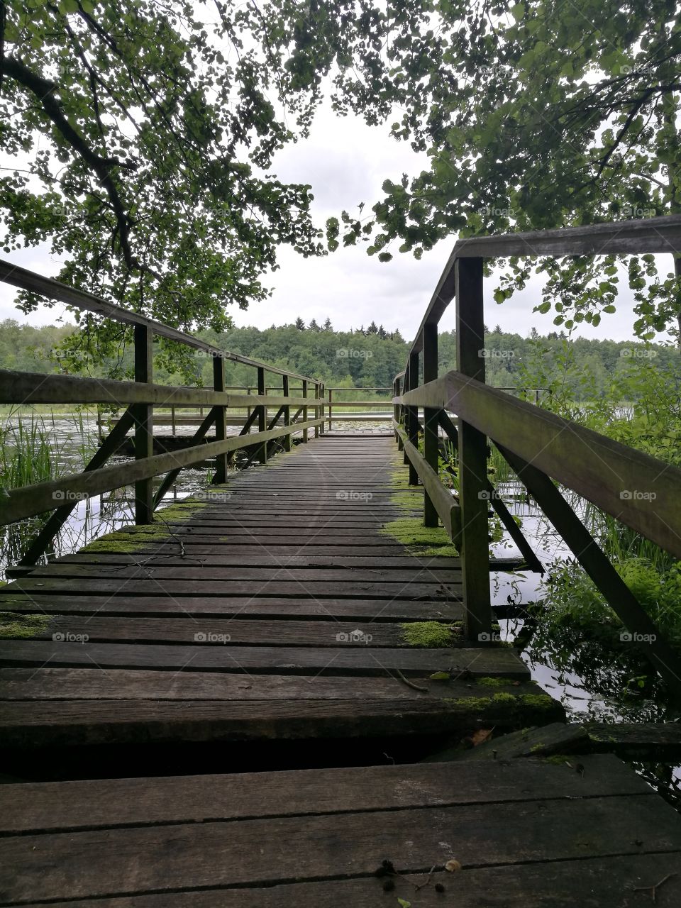 pond,footbridge