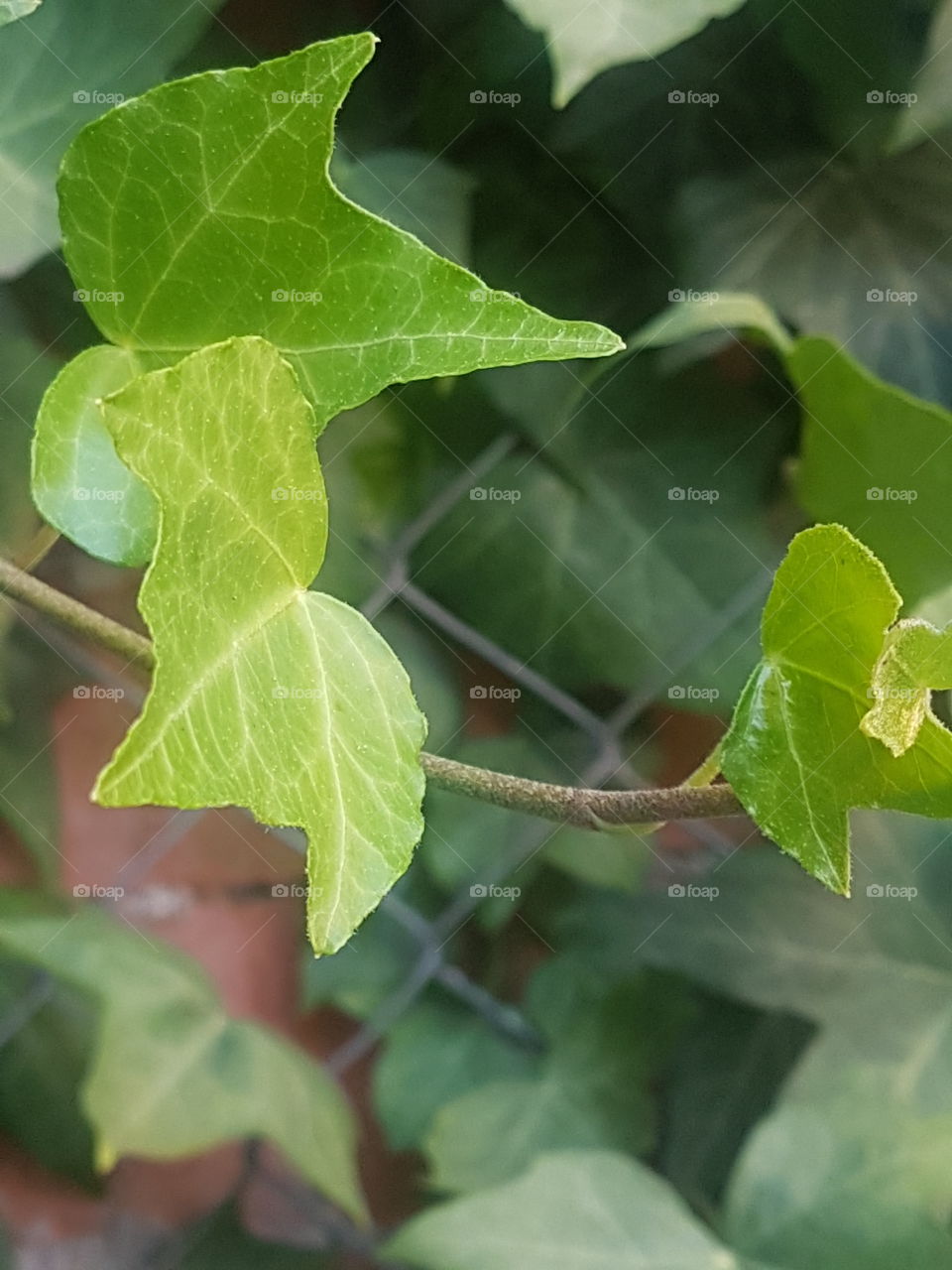 leaf