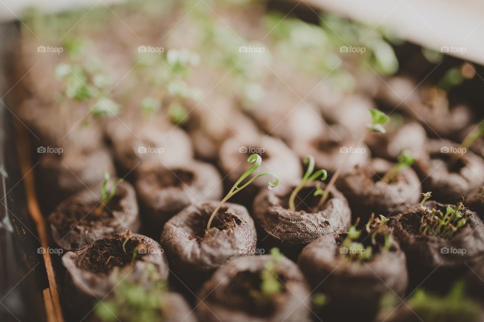 Curly veggies 