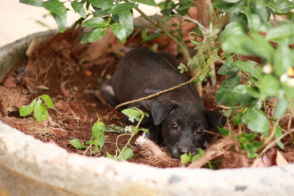 Cute black dog is sleeping.