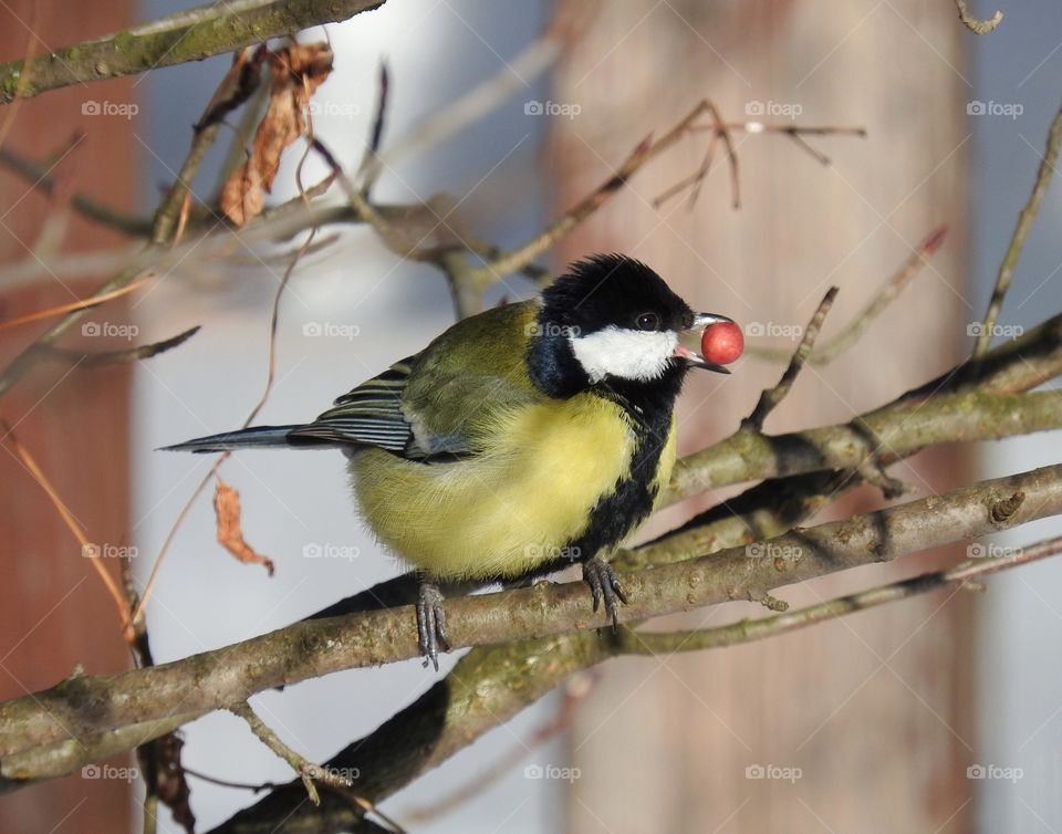 Bird great tit