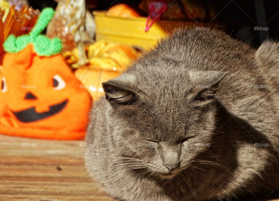 Halloween Cat
