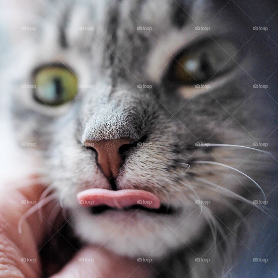 Close-up of cat's face