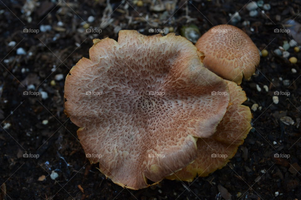 mushrooms. texture of mushrooms