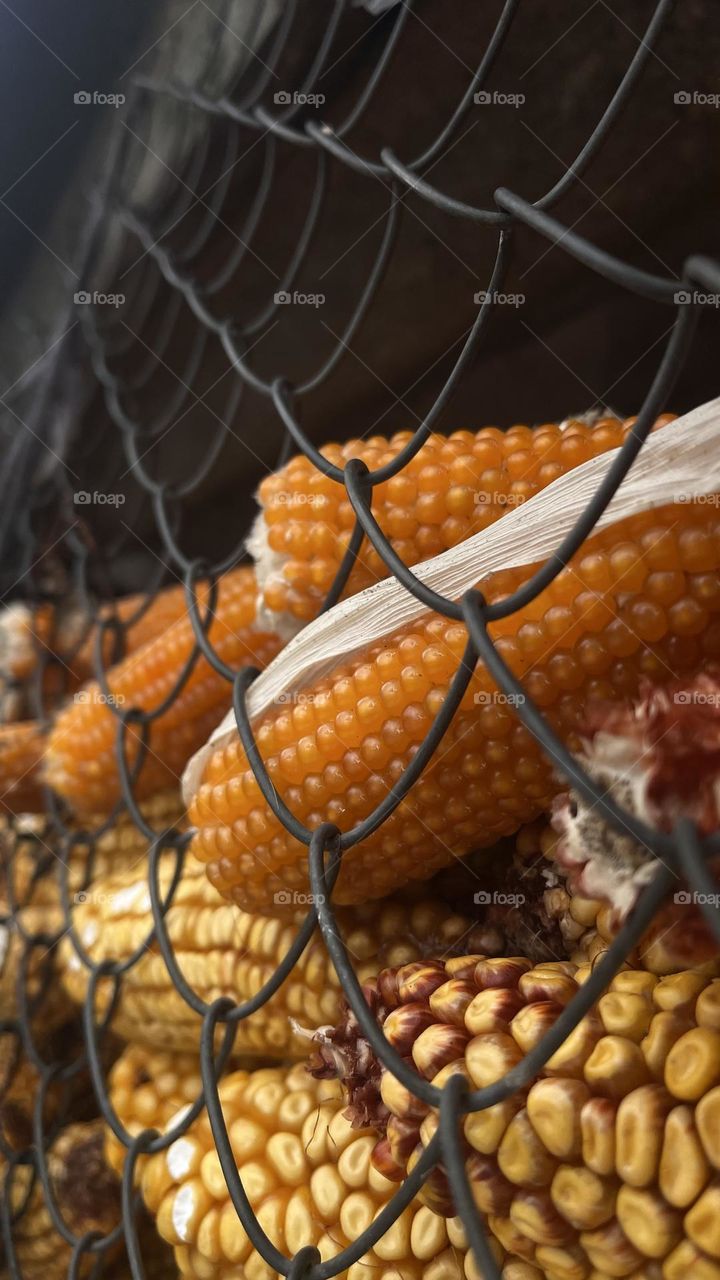 Corn 🌽