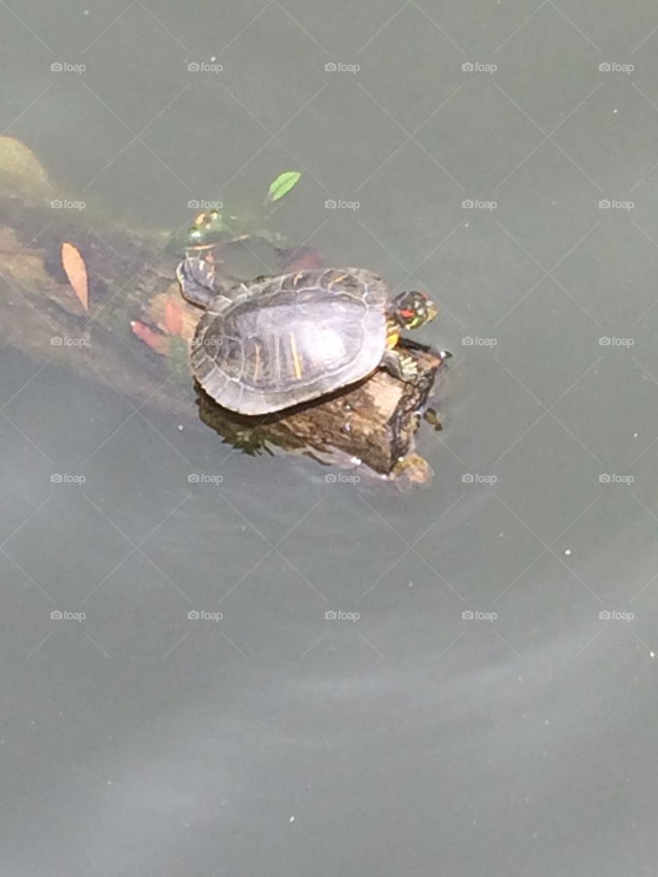 Sunbathing Turtle 