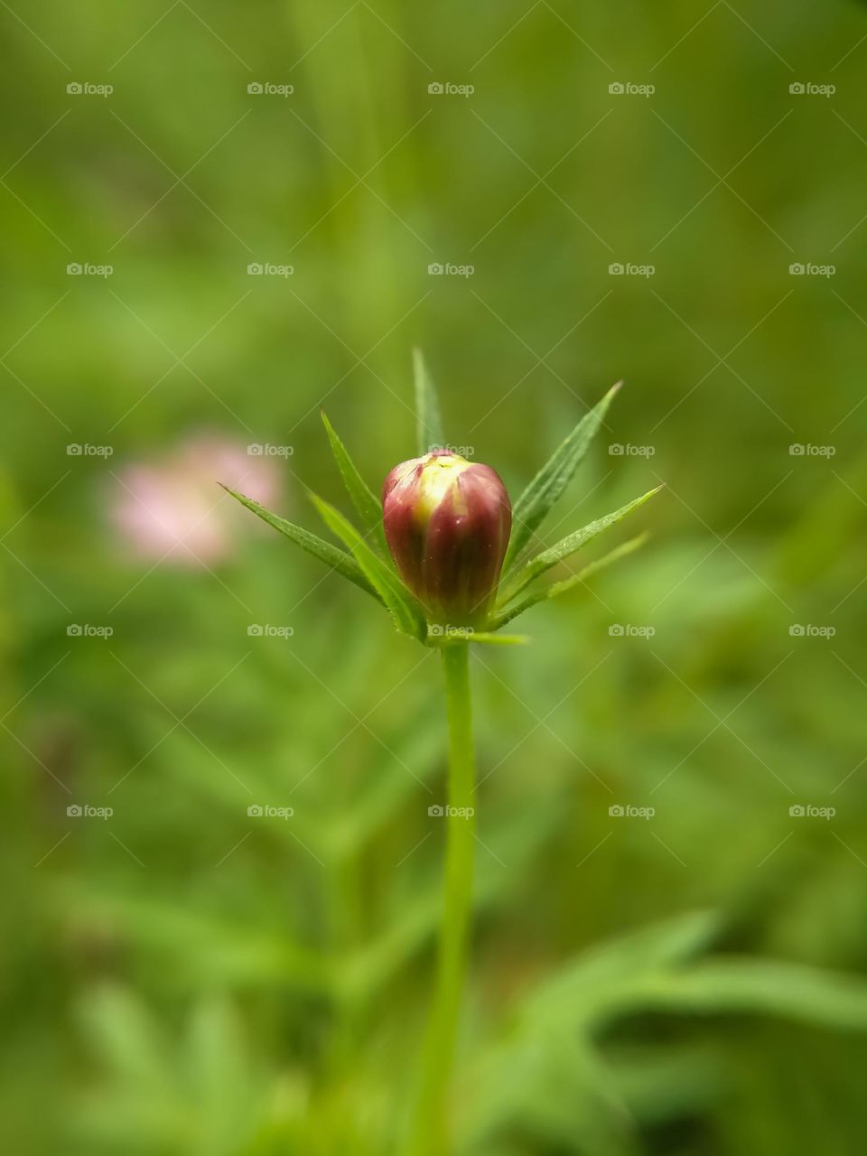 a single flower.