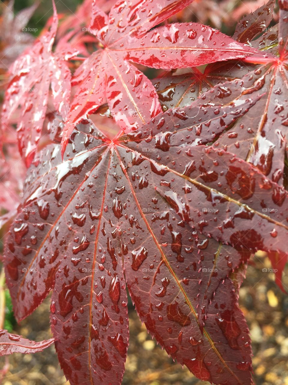 Water drop on maple leaves
