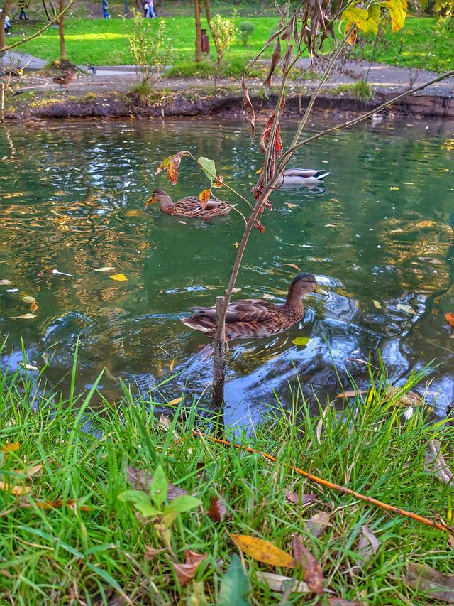 wild ducks