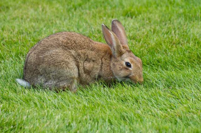 Parisian brown rabbit with big dark eyes and beautiful ears eats green grass on the lawn near the Hôtel National des Invalides