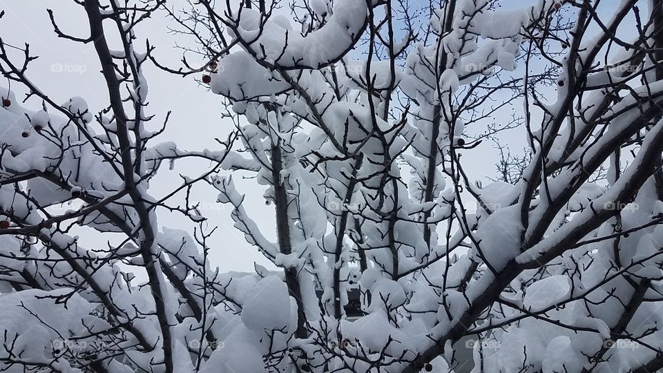 Snowy branches