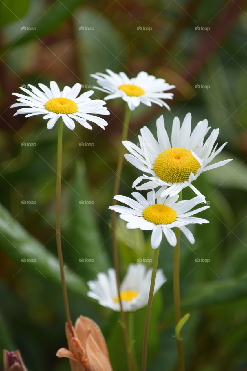 Wildflowers (Chamomile is used as herbal medicine or tea to heal upset stomach, heartburn, nausea)