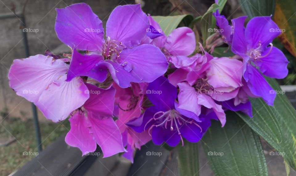 🌹 🇺🇸 Very beautiful flowers to brighten our day.  Live nature and its beauty. Did you like the delicate petals? / 🇧🇷 Flores muito bonitas para alegrar nosso dia. Viva a natureza e sua beleza. Gostaram das pétalas delicadas? 