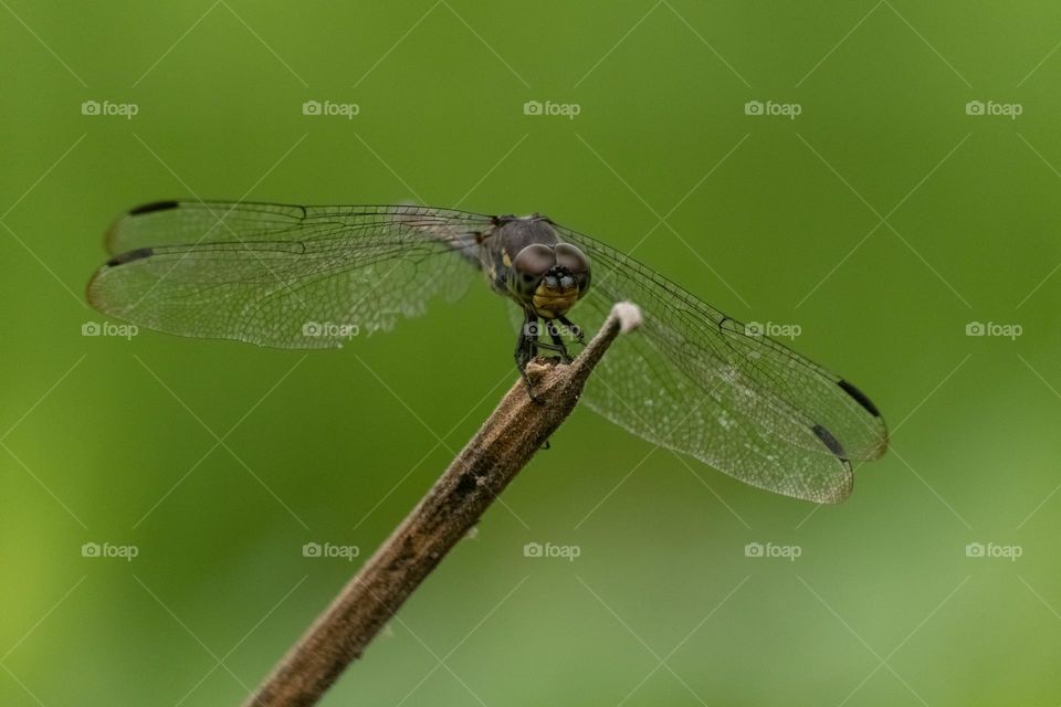 the dragonfly is on the wood