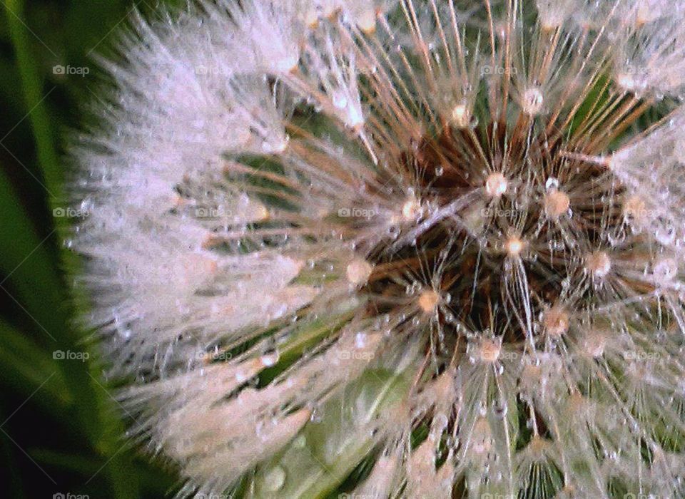 :-) I must admit, that I have a few photos of dandelions... Jusy like fireworks
