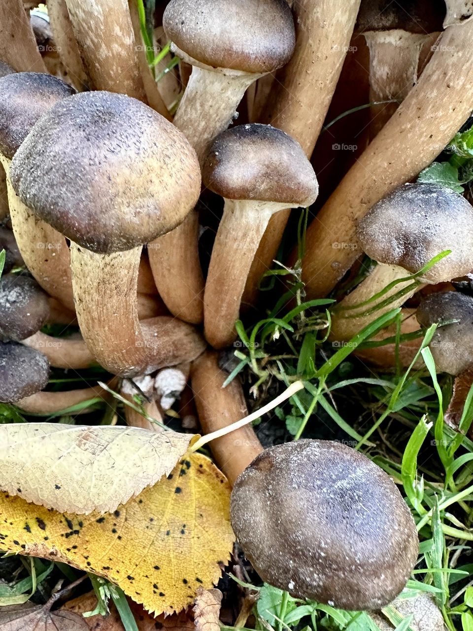 Mushrooms in autumn season 