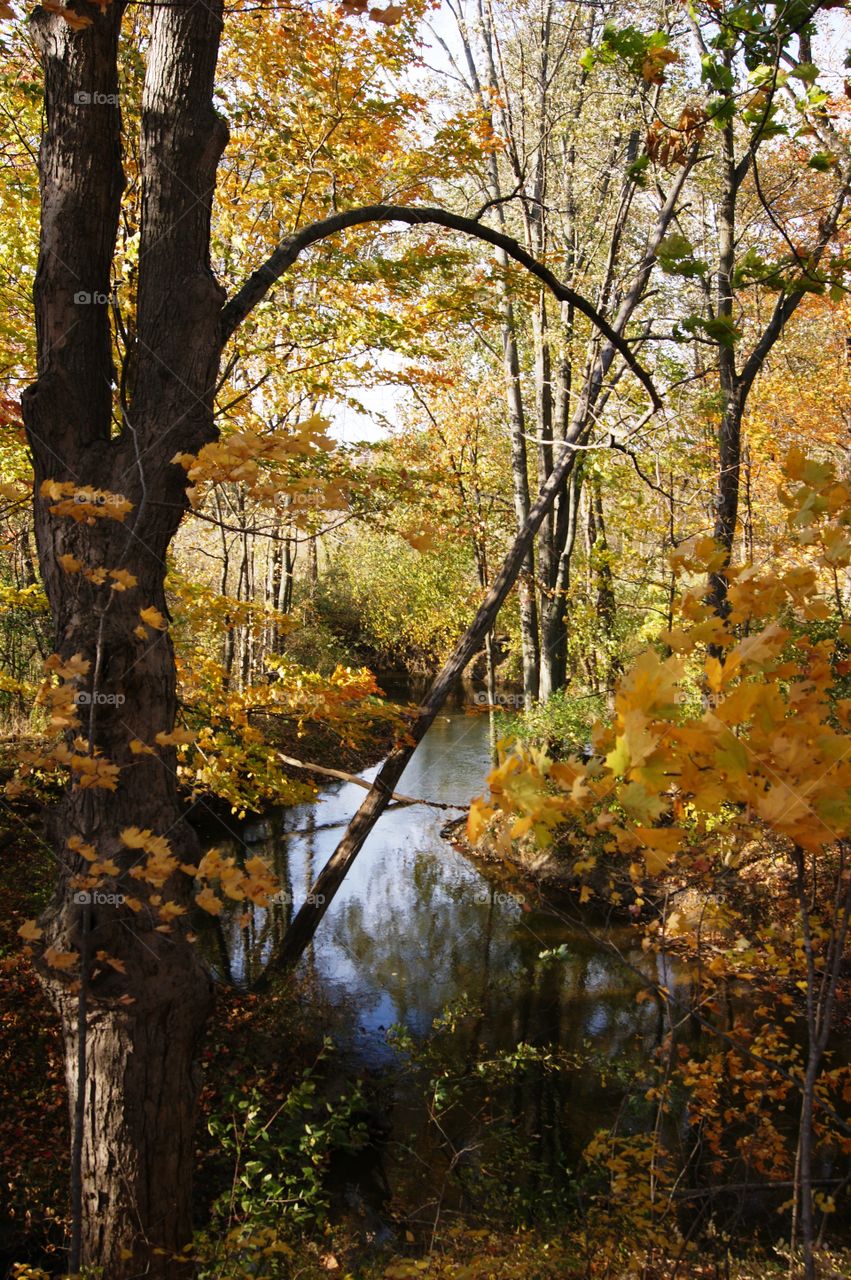 Canton Michigan in the fall!