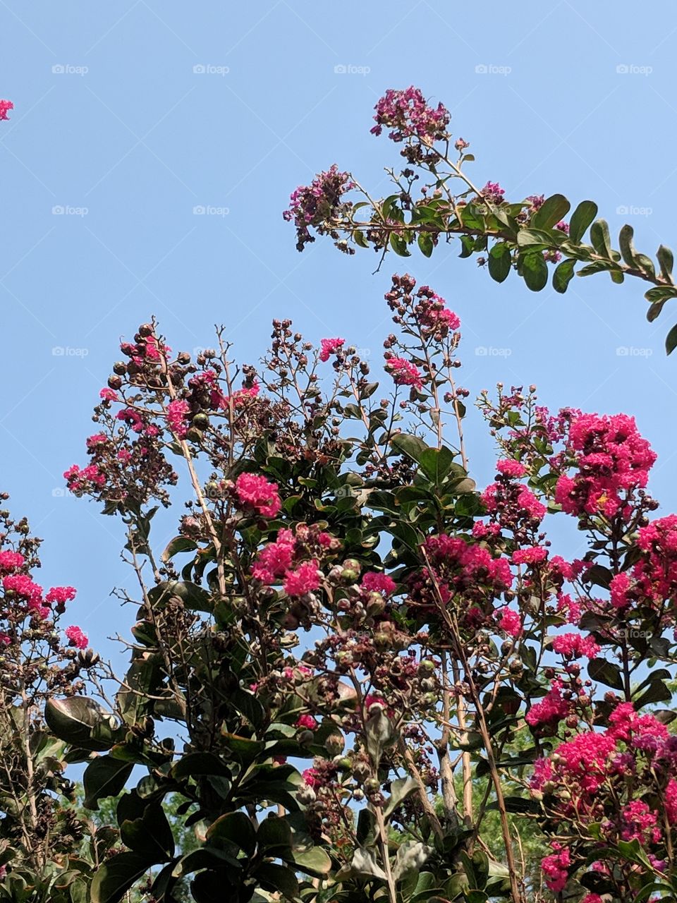 Magenta Crepe Myrtle in Bloom