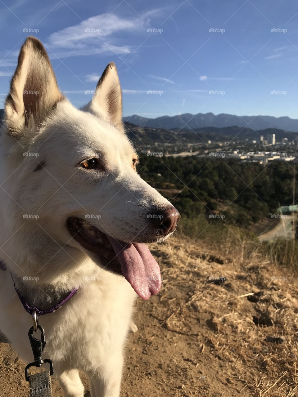Beautiful dog on a mountain 