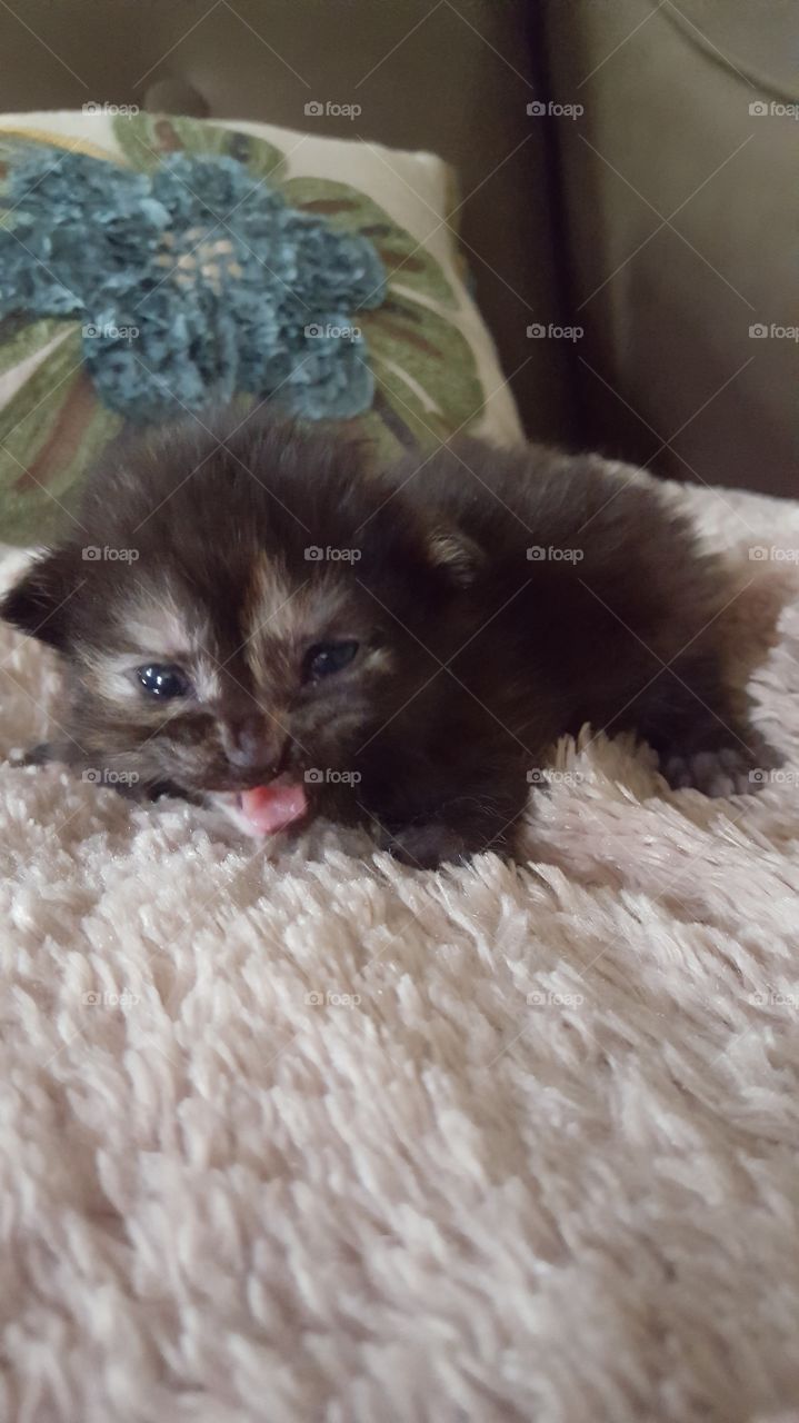 Kitten Meowing