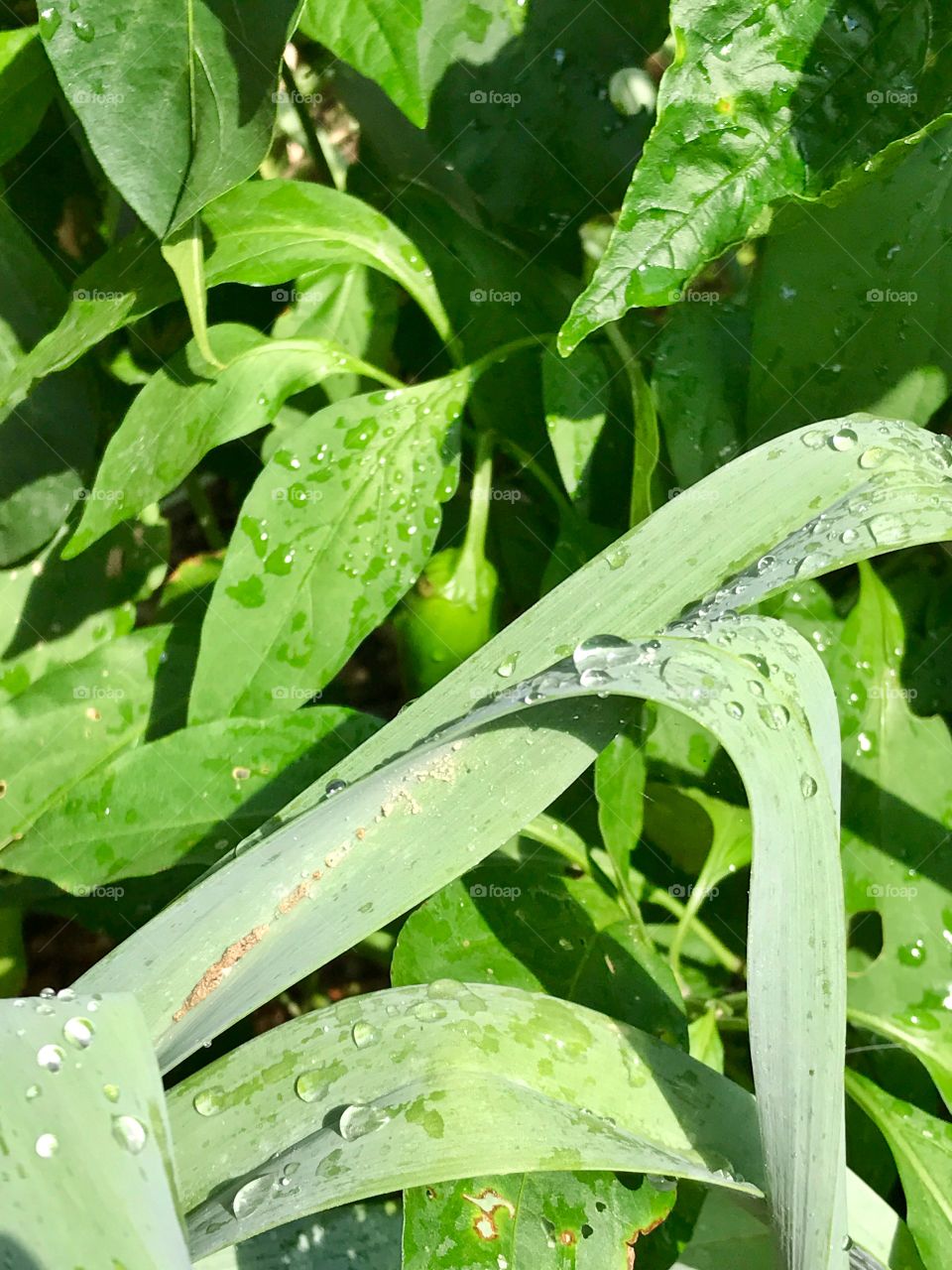 Bell Pepper Foliage 