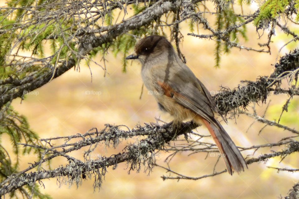 Siberian jay