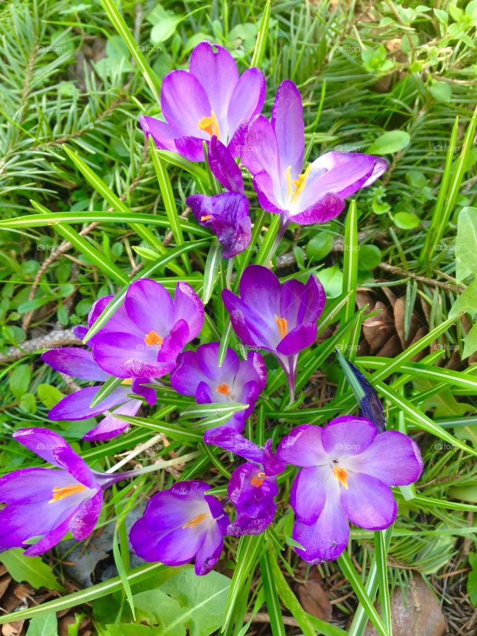 Purple Spring Flowers