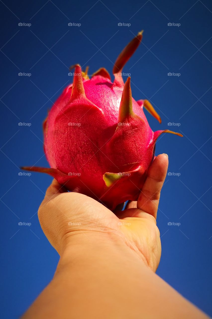 Dragon Fruit