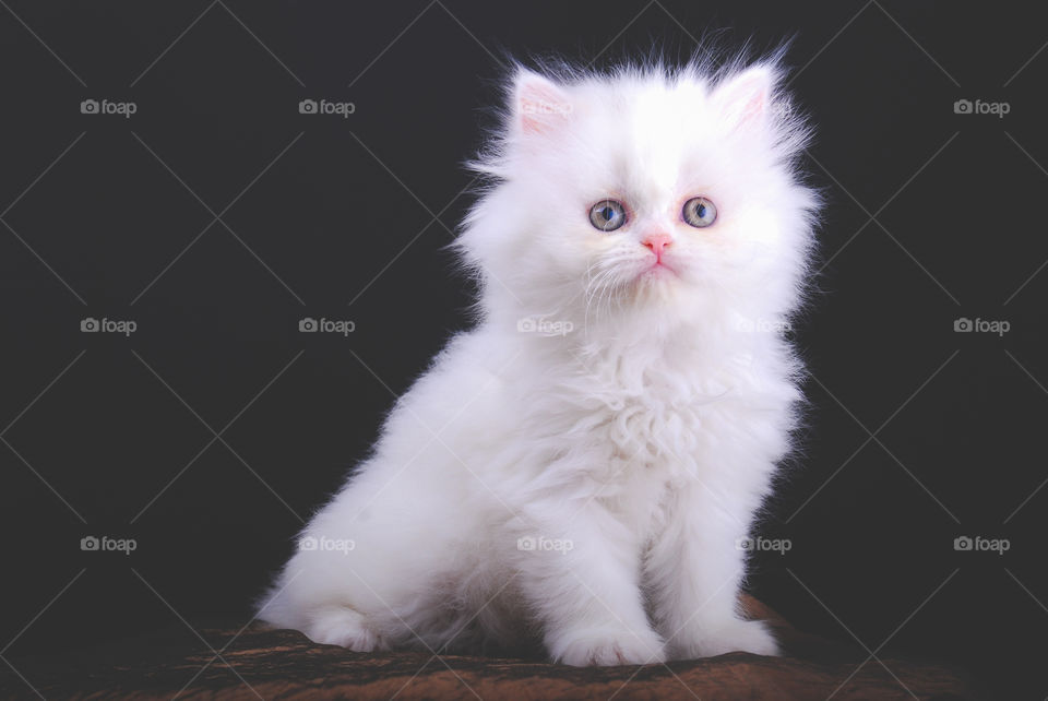 White cat on black background